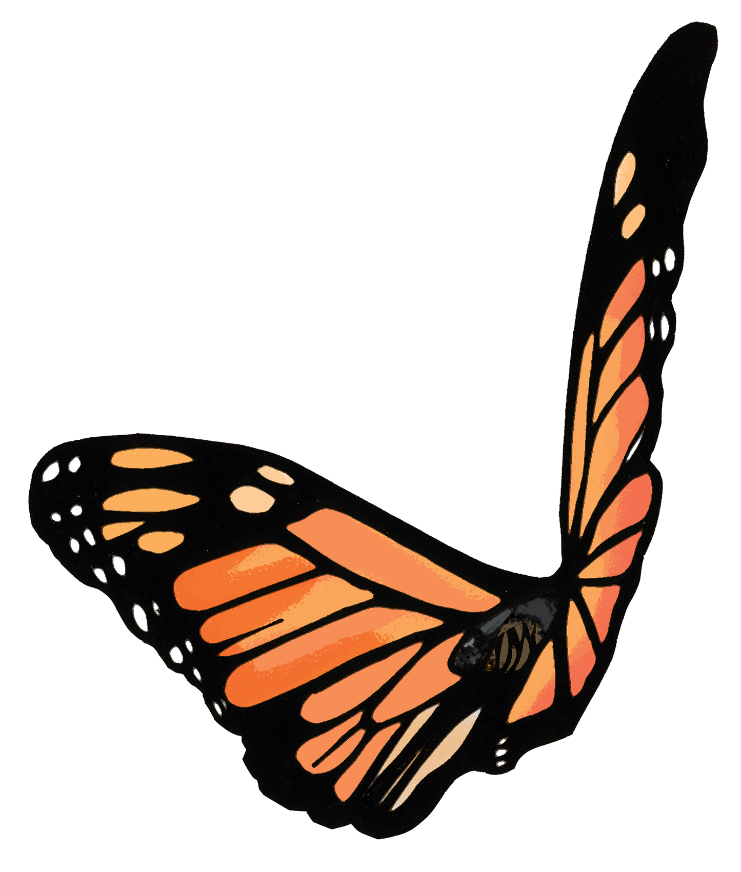 butterfly image #4
