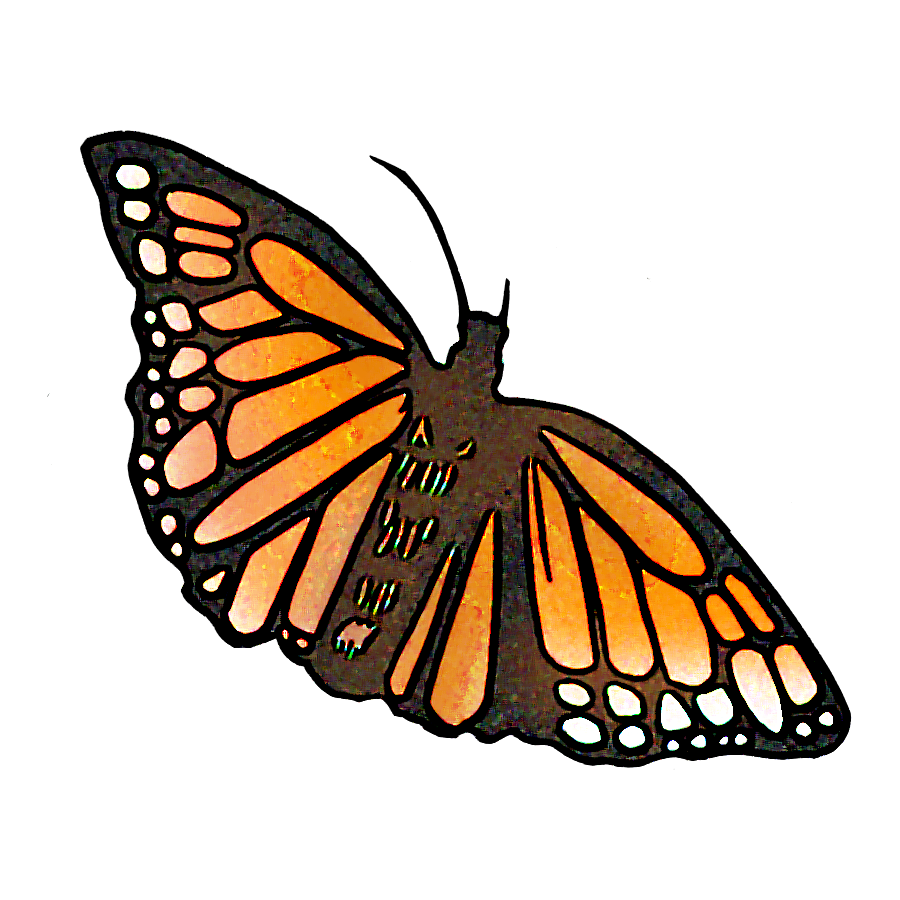 butterfly image #4