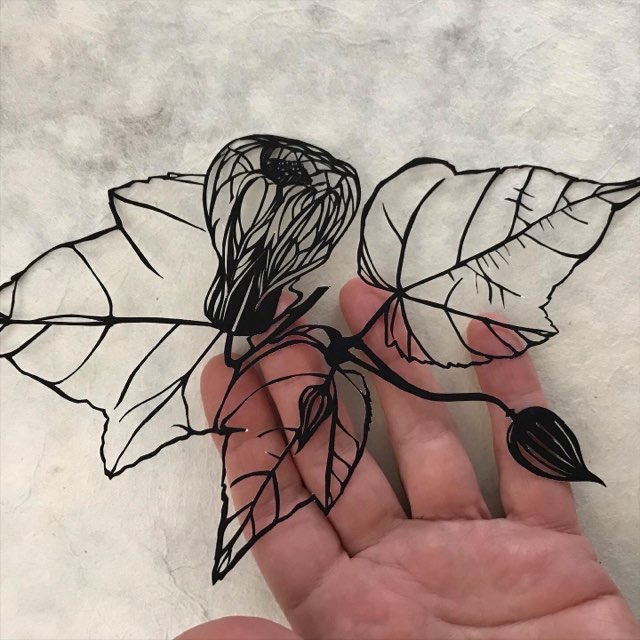 Chinese lantern flower (Abutilon spp.) botanical papercut