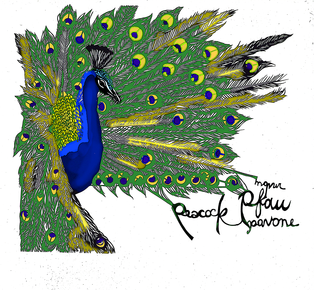 Posing Peacock Papercut and/or Print (giclée)