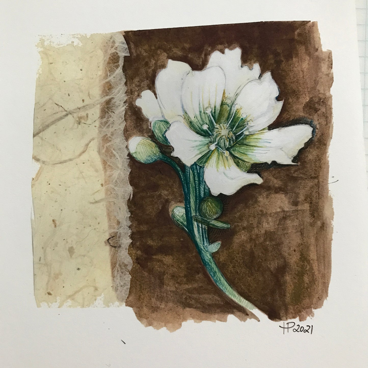 Venus Flytrap Flower (giclée fine art print)