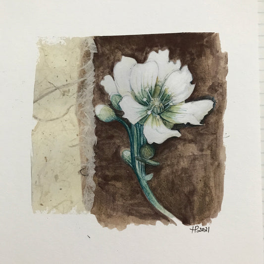 Venus Flytrap Flower (giclée fine art print)