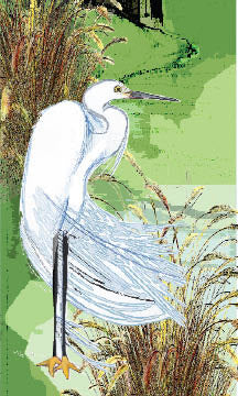Egret Wading (POPupfoldOUT)